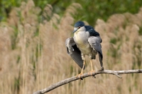 2705 Nycticorax nycticorax (Nitticora)